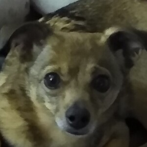 Willow